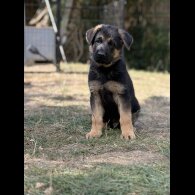 German Shepherd (Alsatian) - Both