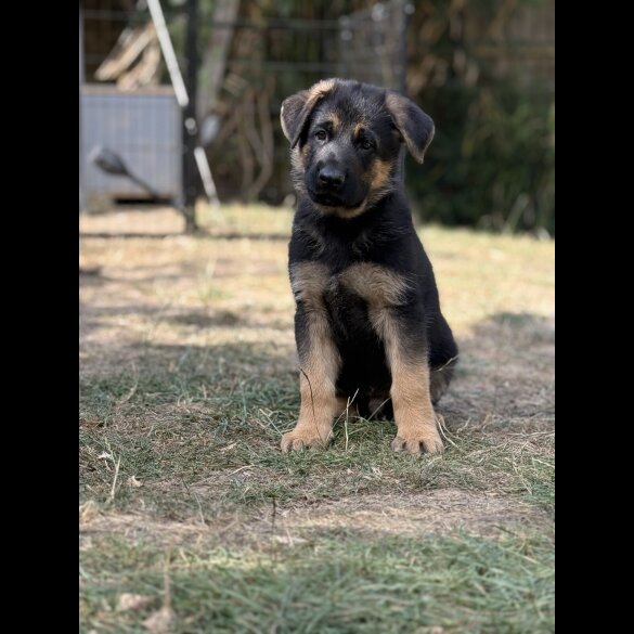 German Shepherd (Alsatian) - Both