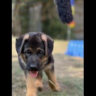 German Shepherd (Alsatian) - Both