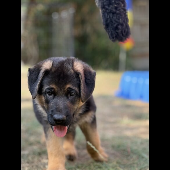 German Shepherd (Alsatian) - Both