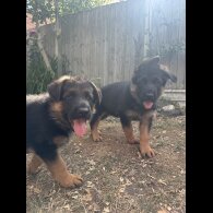 German Shepherd (Alsatian) - Both