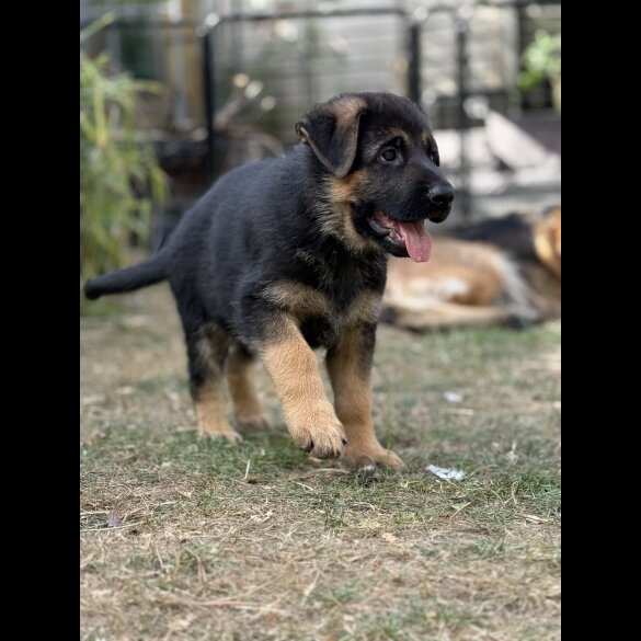 German Shepherd (Alsatian) - Both
