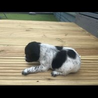 Jackapoo - Both