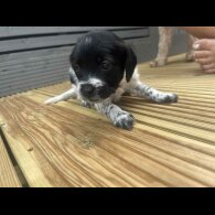 Jackapoo - Both