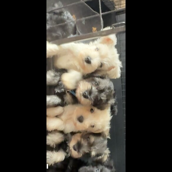 Miniature Schnauzer - Both