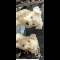 Miniature Schnauzer - Both