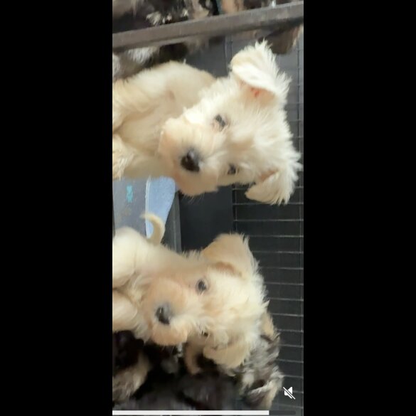 Miniature Schnauzer - Both