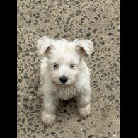 Miniature Schnauzer - Both
