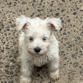 Miniature Schnauzer - Both