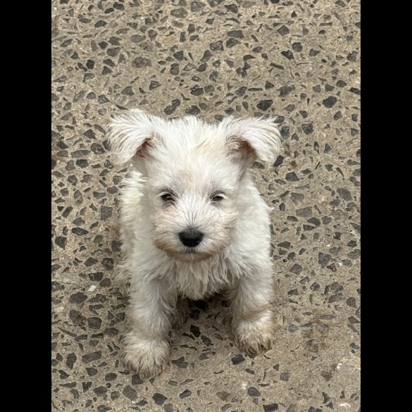 Miniature Schnauzer - Both