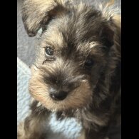 Miniature Schnauzer - Both