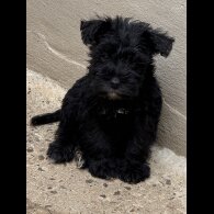 Miniature Schnauzer - Both