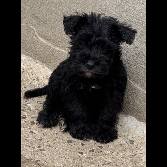 Miniature Schnauzer - Both