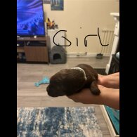 Labradoodle - Both