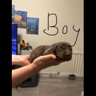 Labradoodle - Both