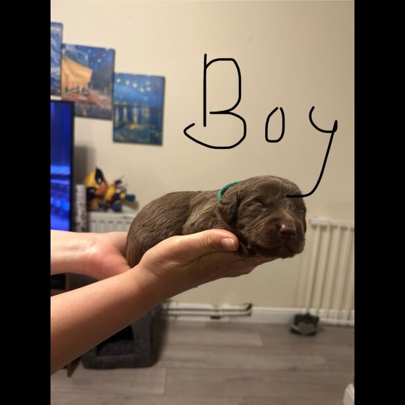 Labradoodle - Both