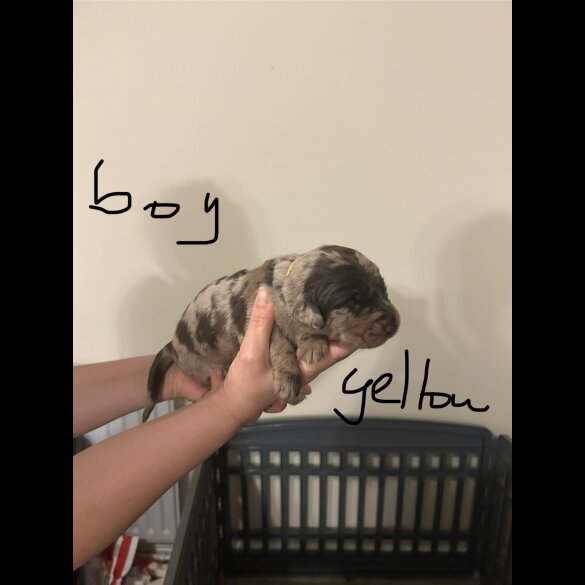 Labradoodle - Both