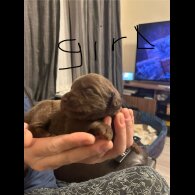 Labradoodle - Both
