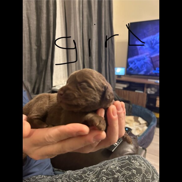 Labradoodle - Both