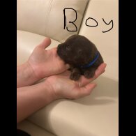 Labradoodle - Both