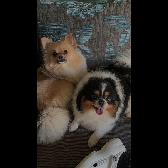 Pomeranian - Dogs