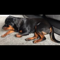 Rottweiler - Both