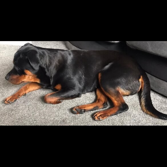 Rottweiler - Both