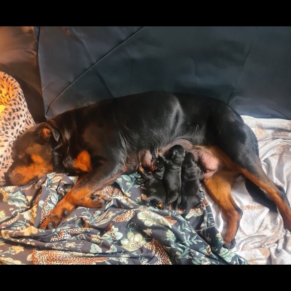 Rottweiler - Both