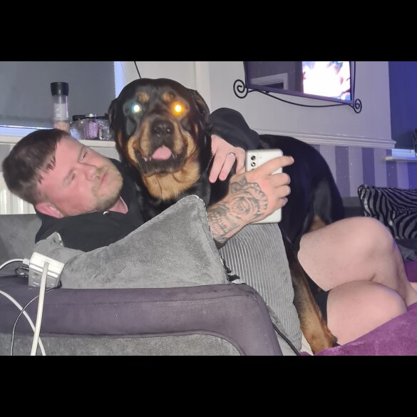 Rottweiler - Both