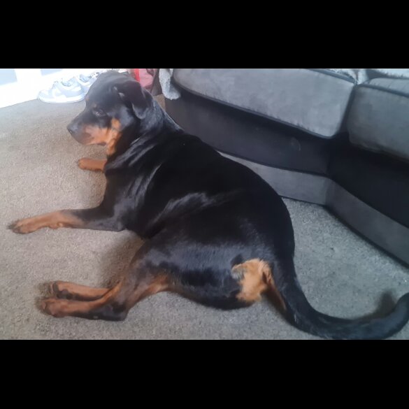 Rottweiler - Both