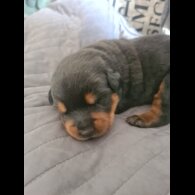 Rottweiler - Both