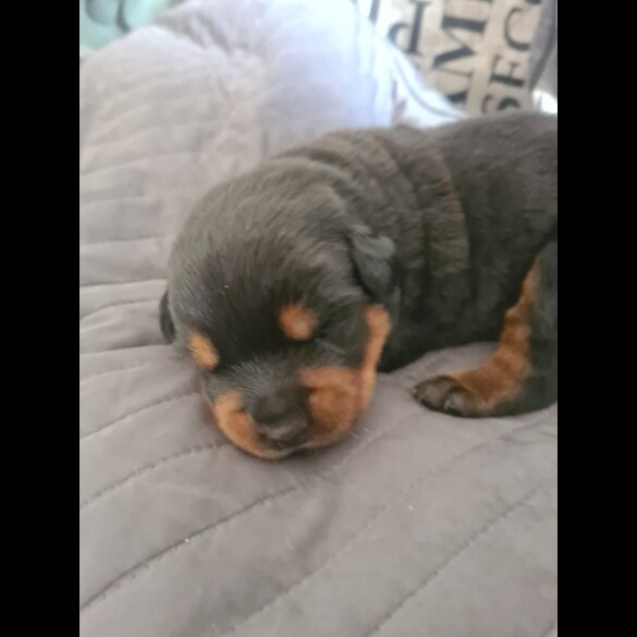 Rottweiler - Both