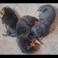 Rottweiler - Both