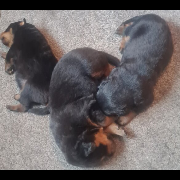 Rottweiler - Both