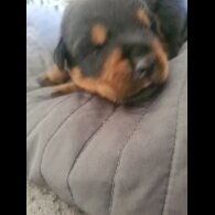 Rottweiler - Both