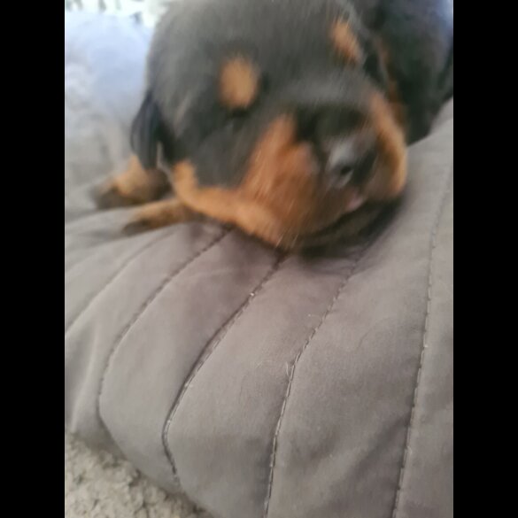 Rottweiler - Both