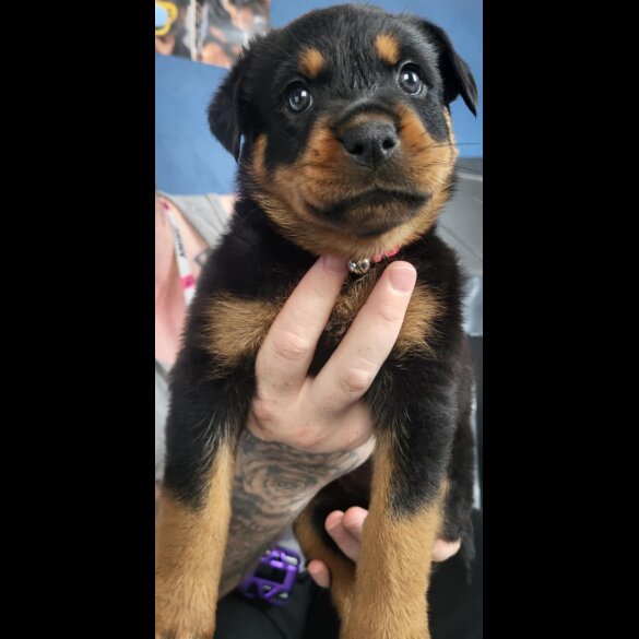 Rottweiler - Both