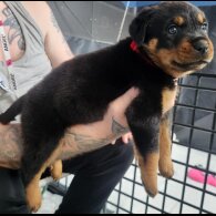 Rottweiler - Both