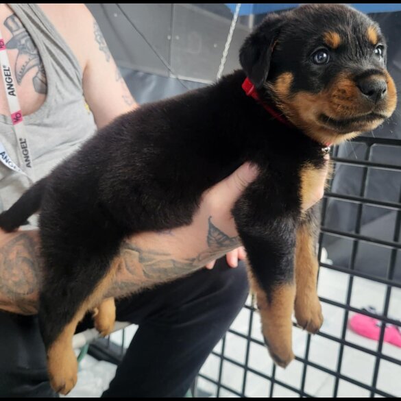 Rottweiler - Both