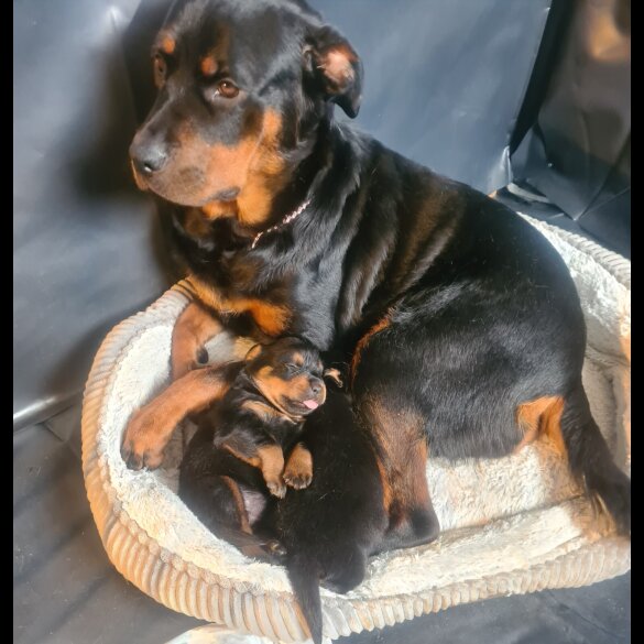 Rottweiler - Both