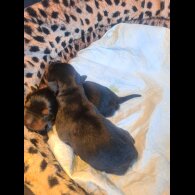 Rottweiler - Both