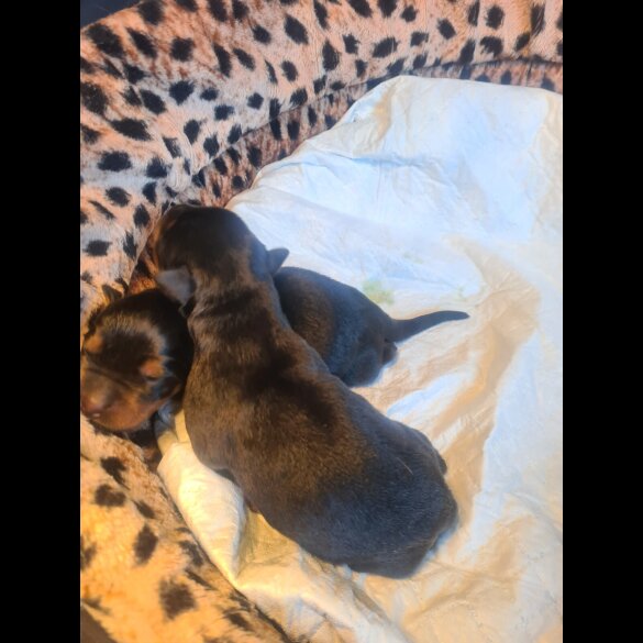 Rottweiler - Both
