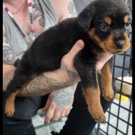 Rottweiler - Both