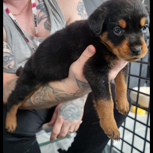 Rottweiler - Both