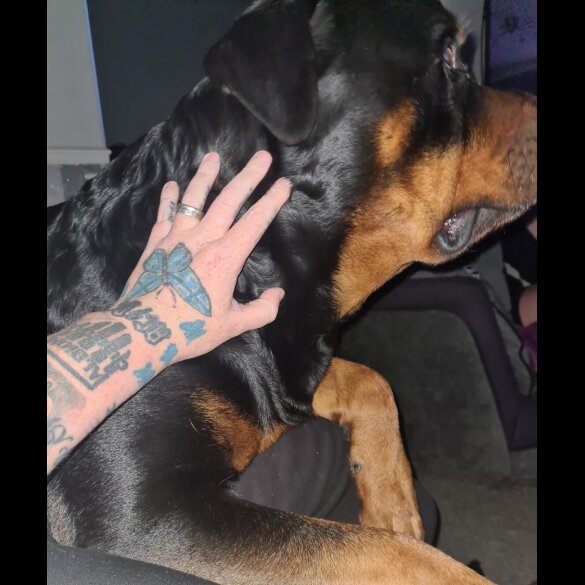 Rottweiler - Both