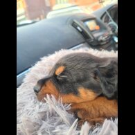 Rottweiler - Both