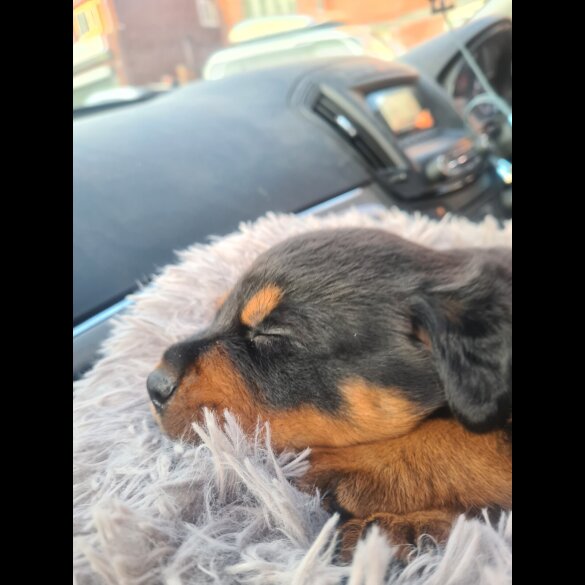 Rottweiler - Both