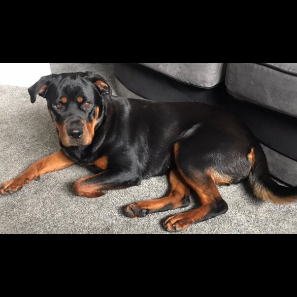 Rottweiler - Both