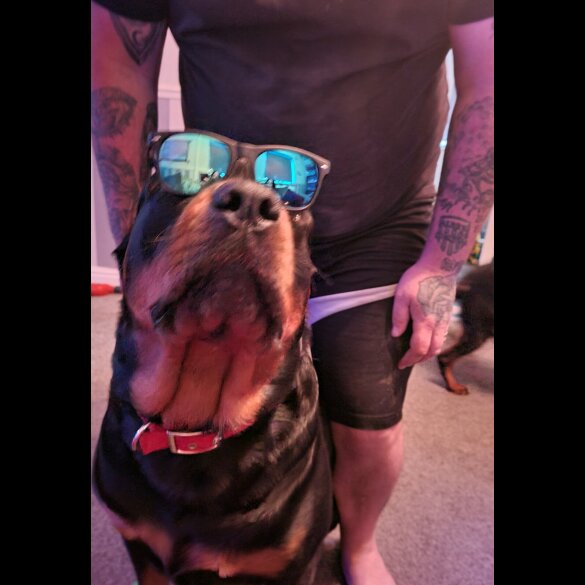 Rottweiler - Both