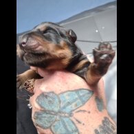 Rottweiler - Both